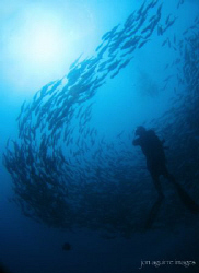 Twin Rocks School of Jacks at Anilao, Batangas. by Jon Aguirre 